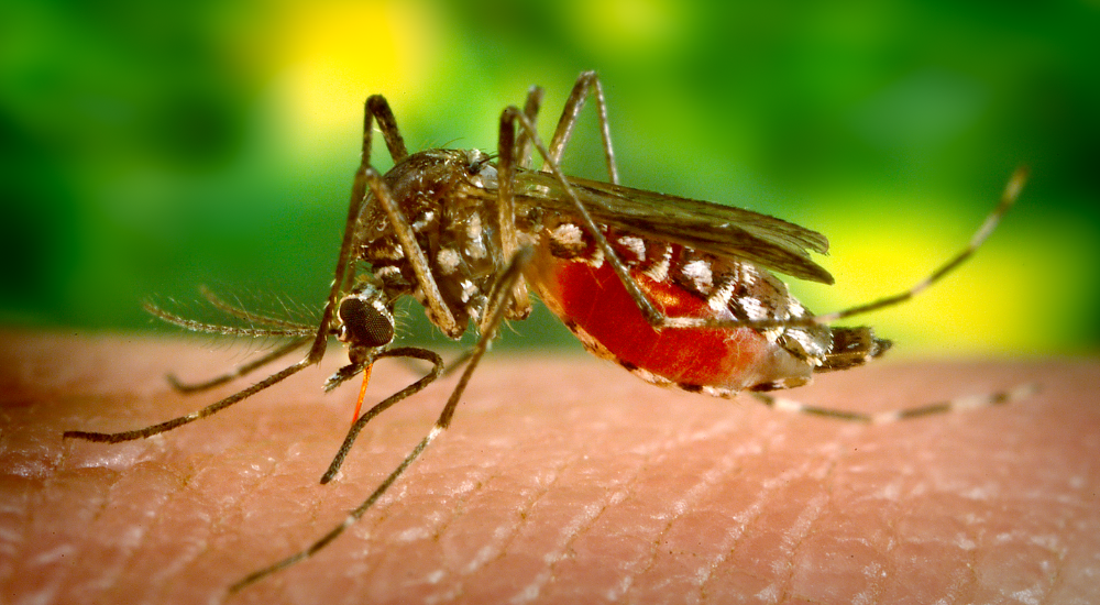 Como acontece a transmissão da Dengue?