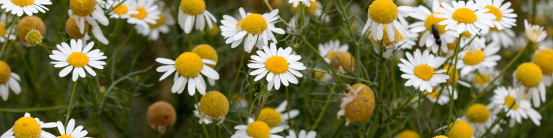 Plantas medicinais: camomila