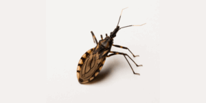 Doença de Chagas o que é, como se pega e como se cuidar