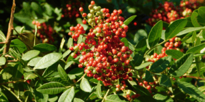 Plantas medicinais