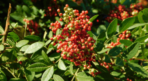 Plantas medicinais